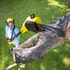 Best Lawn Disease Treatment  in Homeland Park, SC