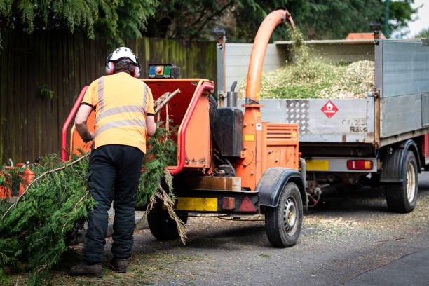  Homeland Park, SC Tree Removal Pros